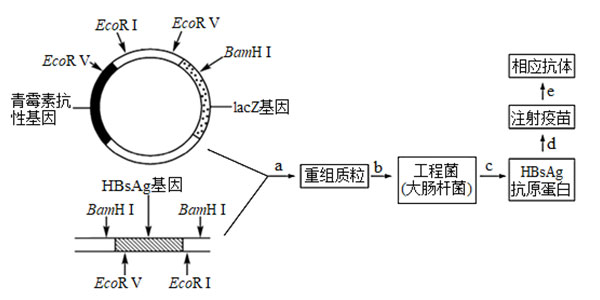 乙肝基因工程疫苗生產(chǎn)和使用過(guò)程